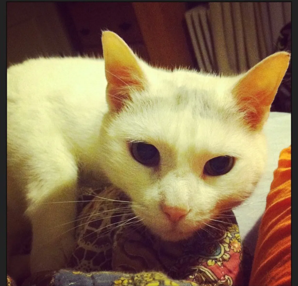 Found cat in Winchester, VA, 22601