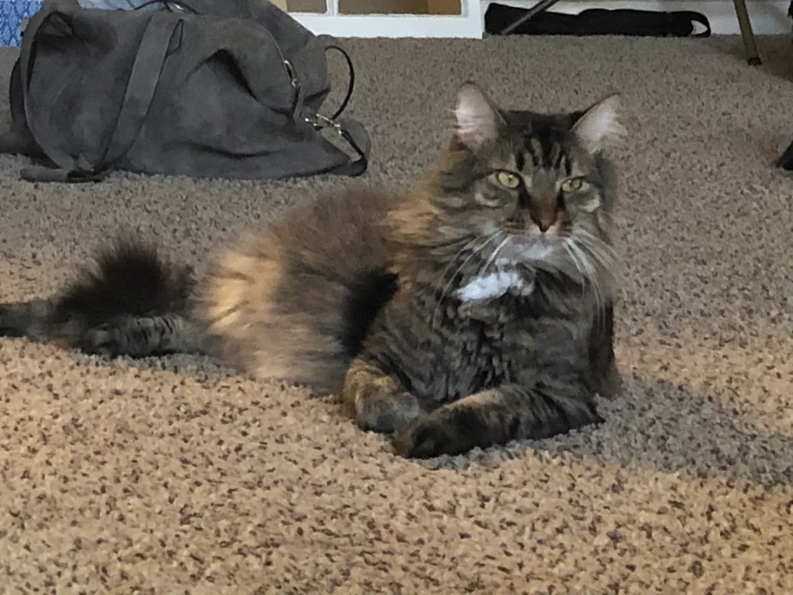 Found cat in Atlanta, GA, 30329