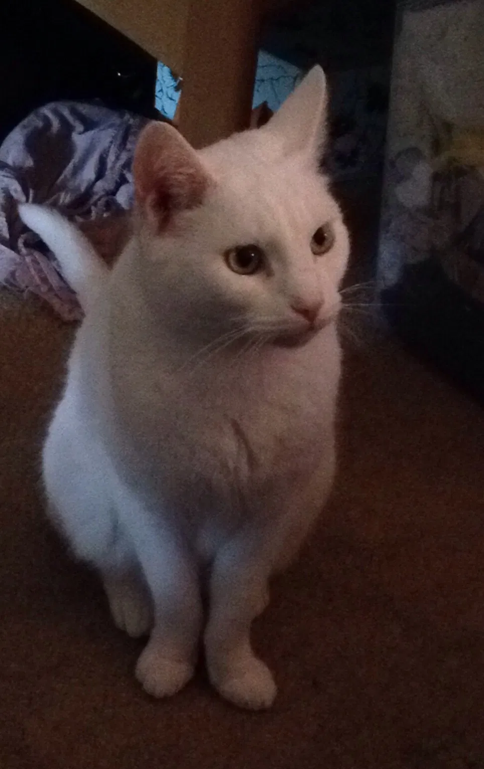 Found cat in Unknown, SC, 0