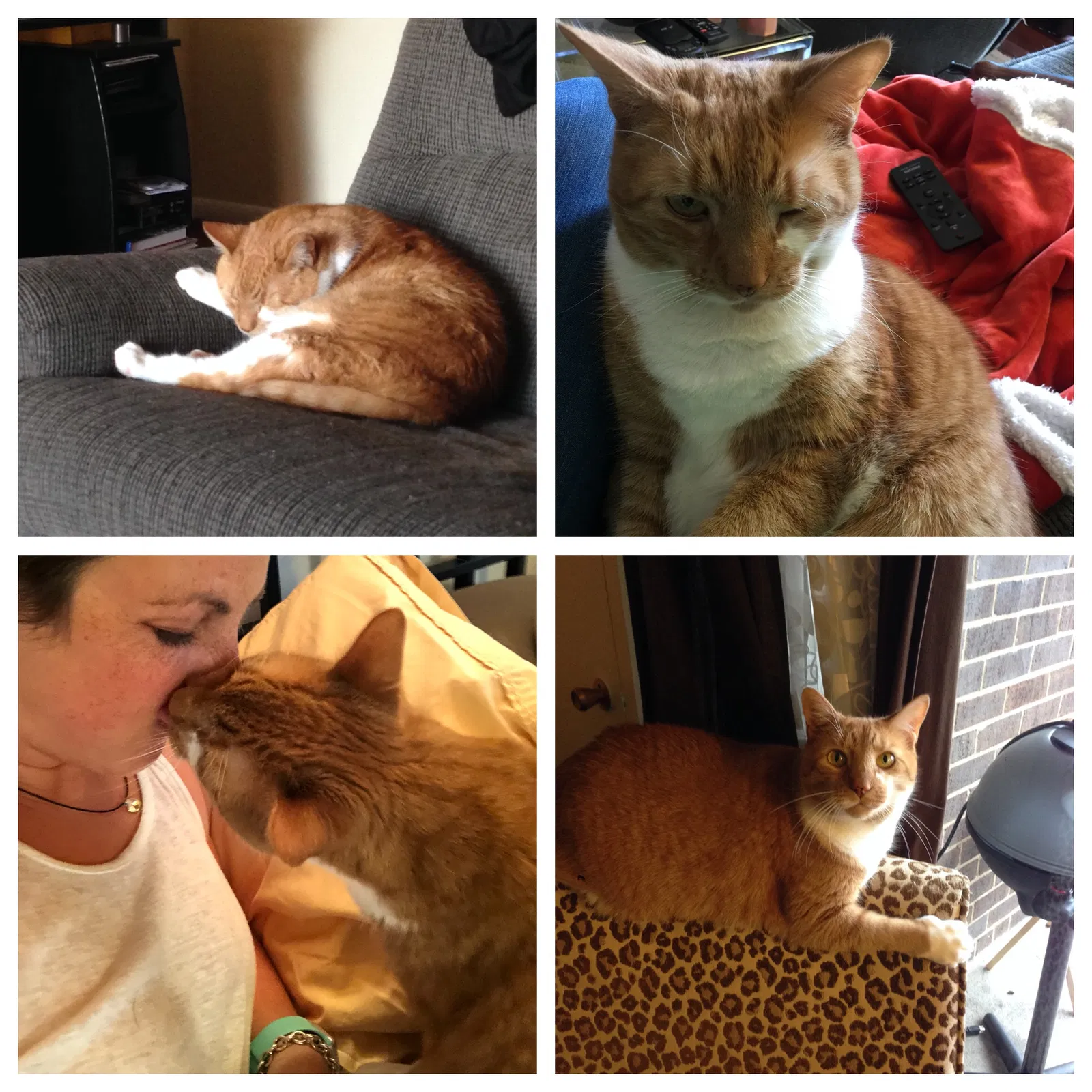 Found cat in Los Angeles, CA, 90049