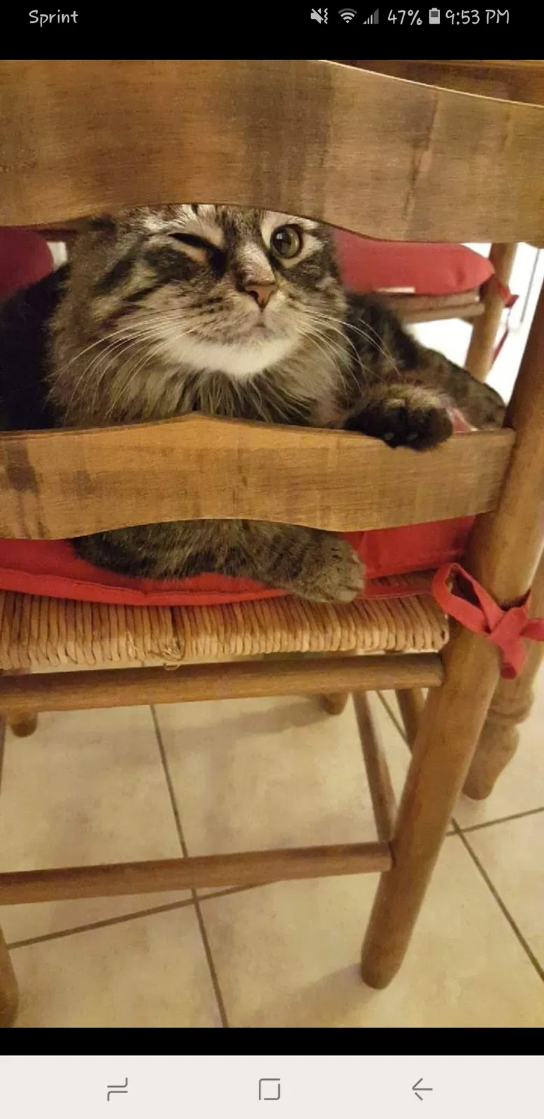 Found cat in Carmel, IN, 46033