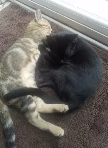 Found cat in Fort Walton Beach, FL, 32548