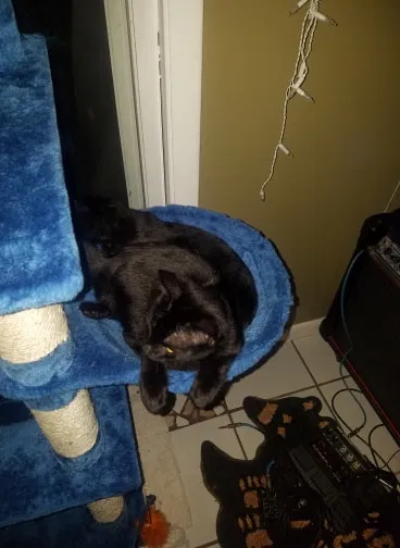 Found cat in Fort Walton Beach, FL, 32548