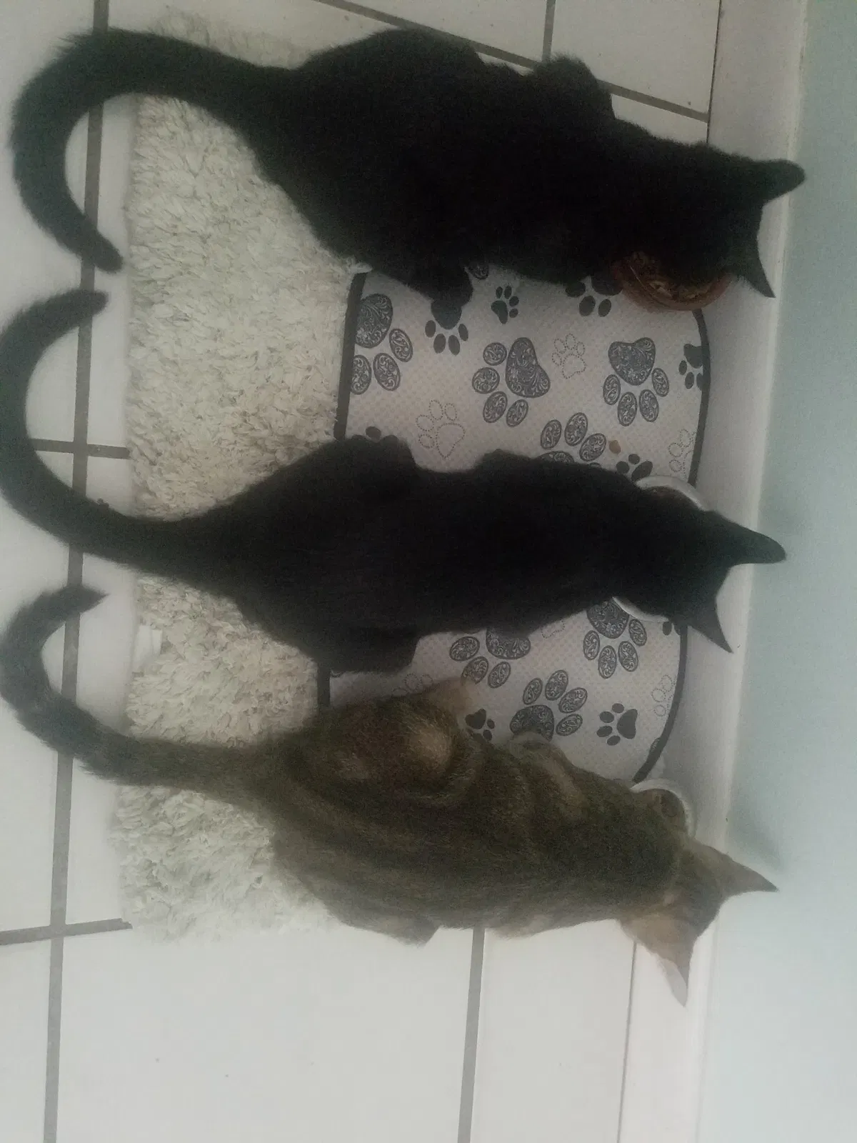 Found cat in Fort Walton Beach, FL, 32548