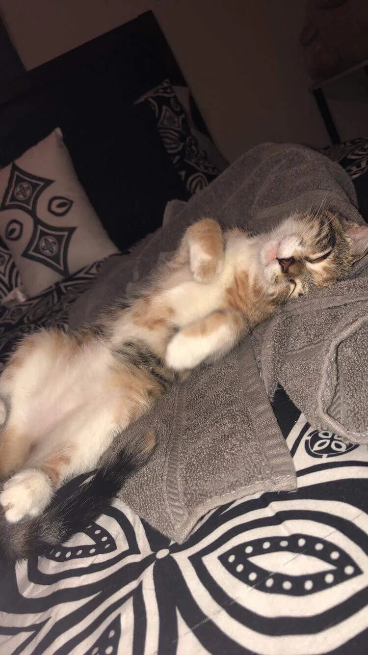 Found cat in Alvin, TX, 77511