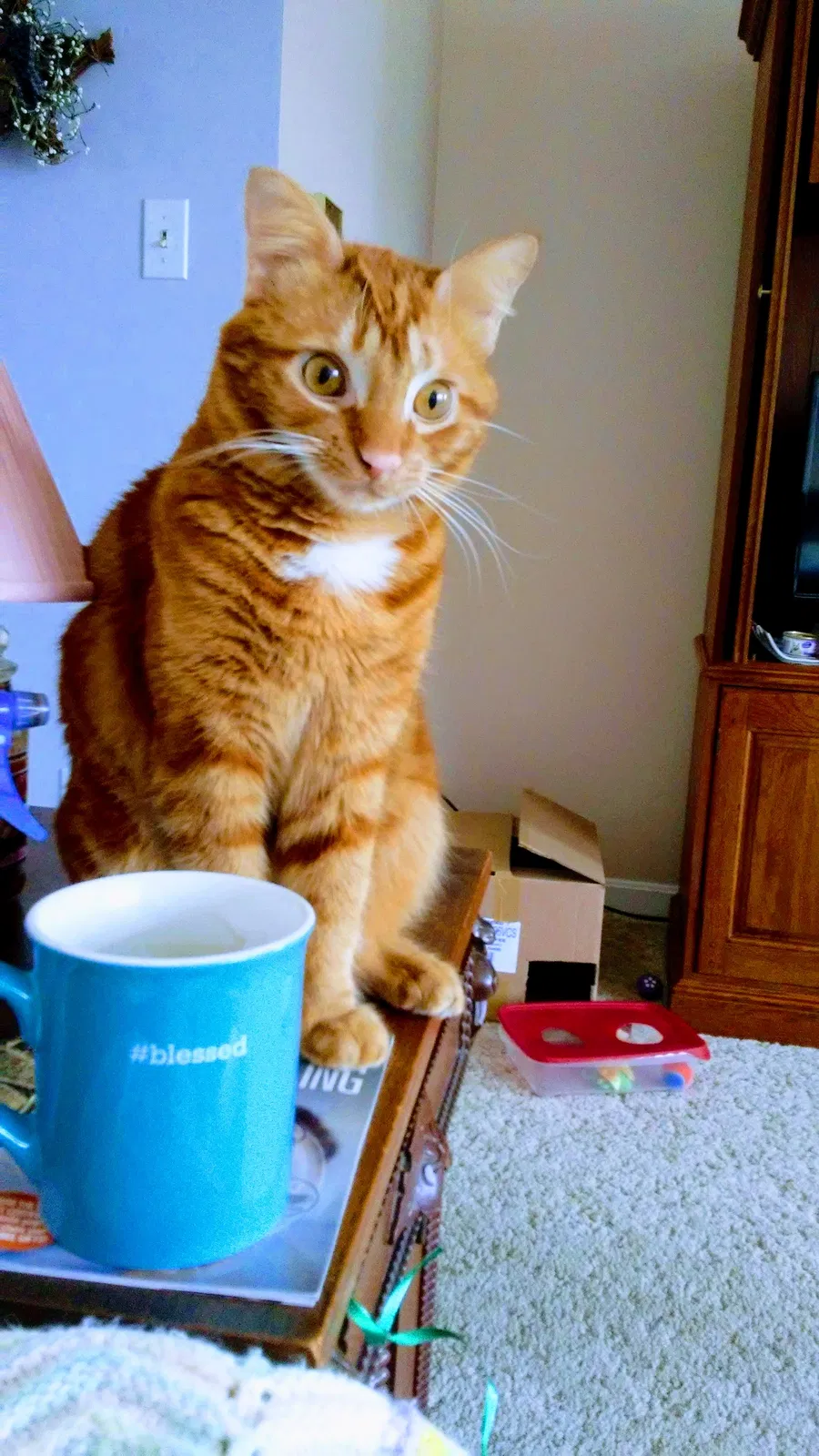 Found cat in Carlisle, PA, 17013