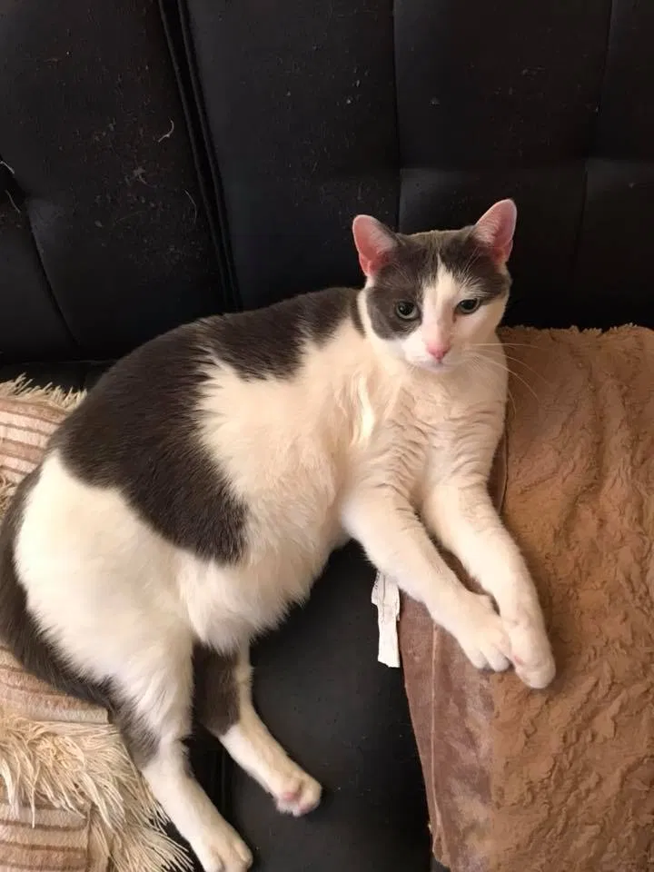 Found cat in Atlanta, GA, 30307
