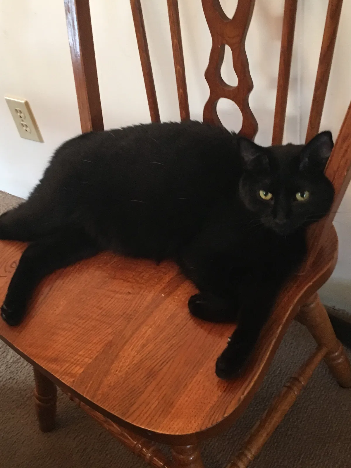 Found cat in Wixom, MI, 48393