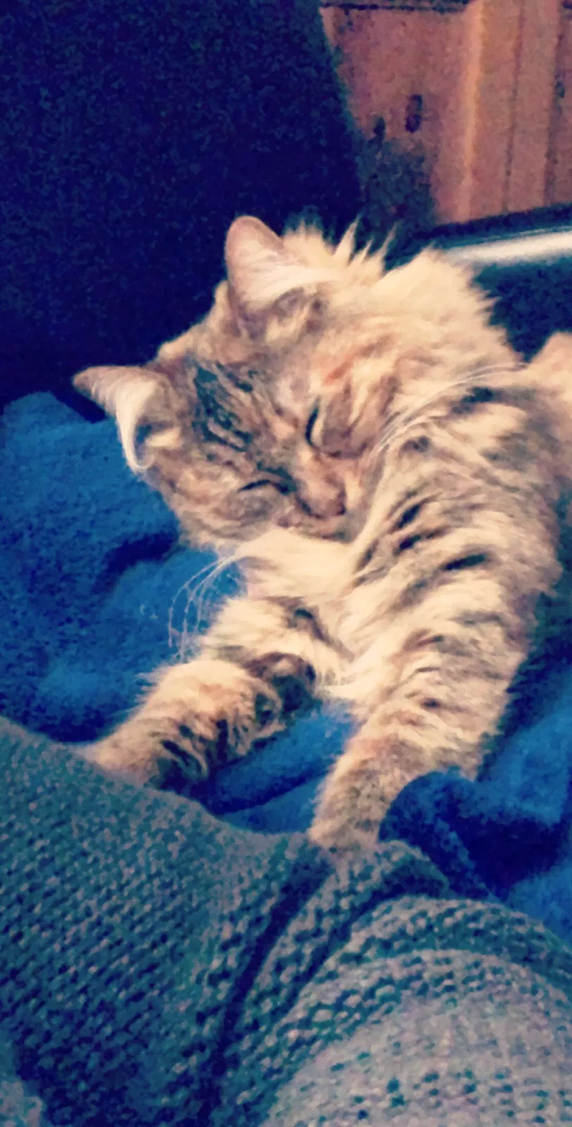 Found cat in Bellevue, WA, 98007