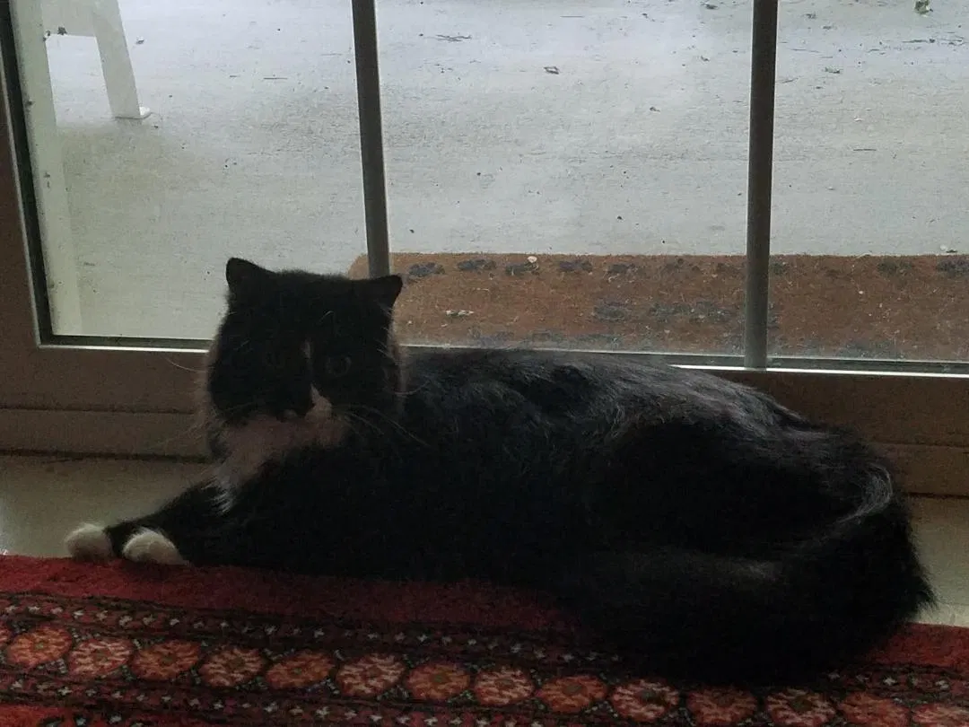 Found cat in Sneads Ferry, NC, 28460