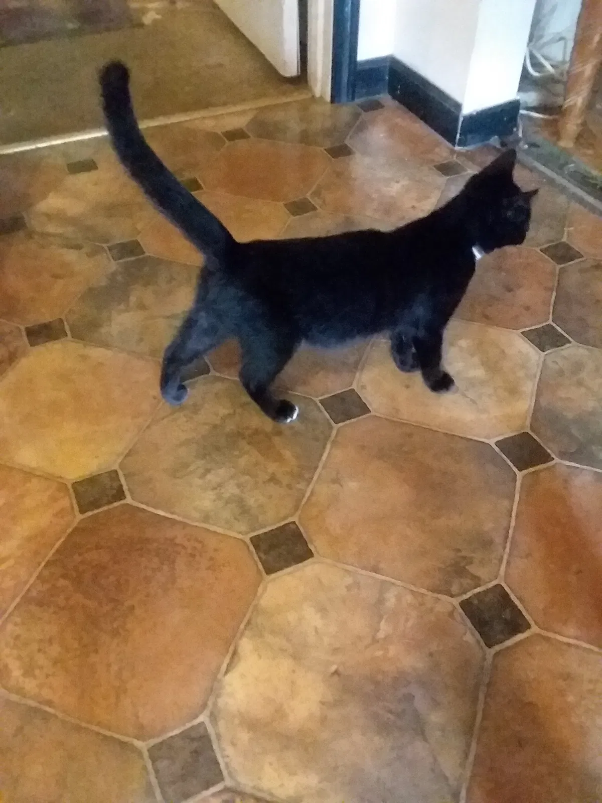 Found cat in Barnhart, MO, 63012