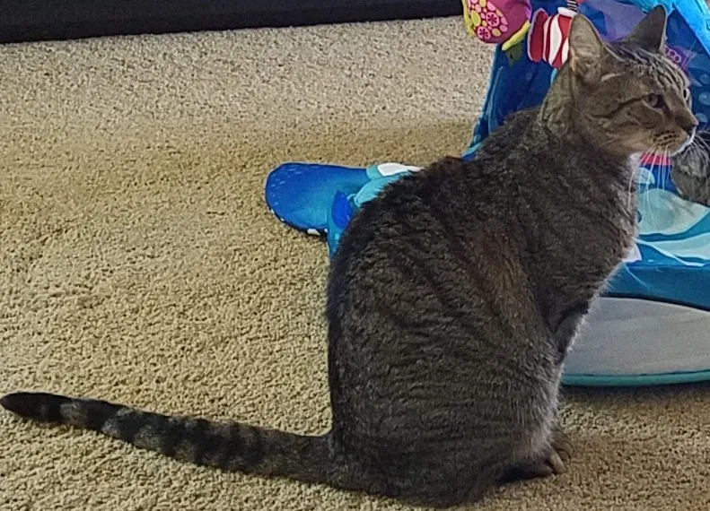 Found cat in Phoenix, AZ, 85085