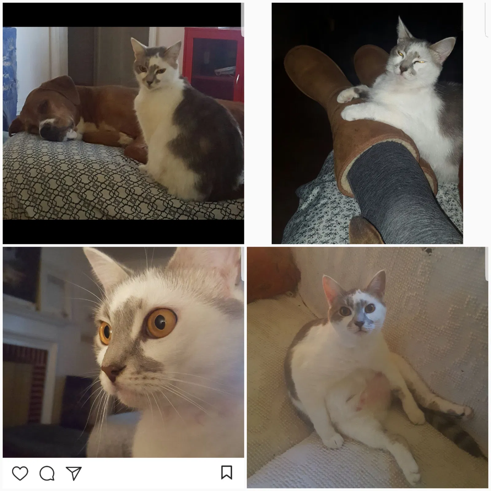 Found cat in Atlantic Beach, NC, 28512