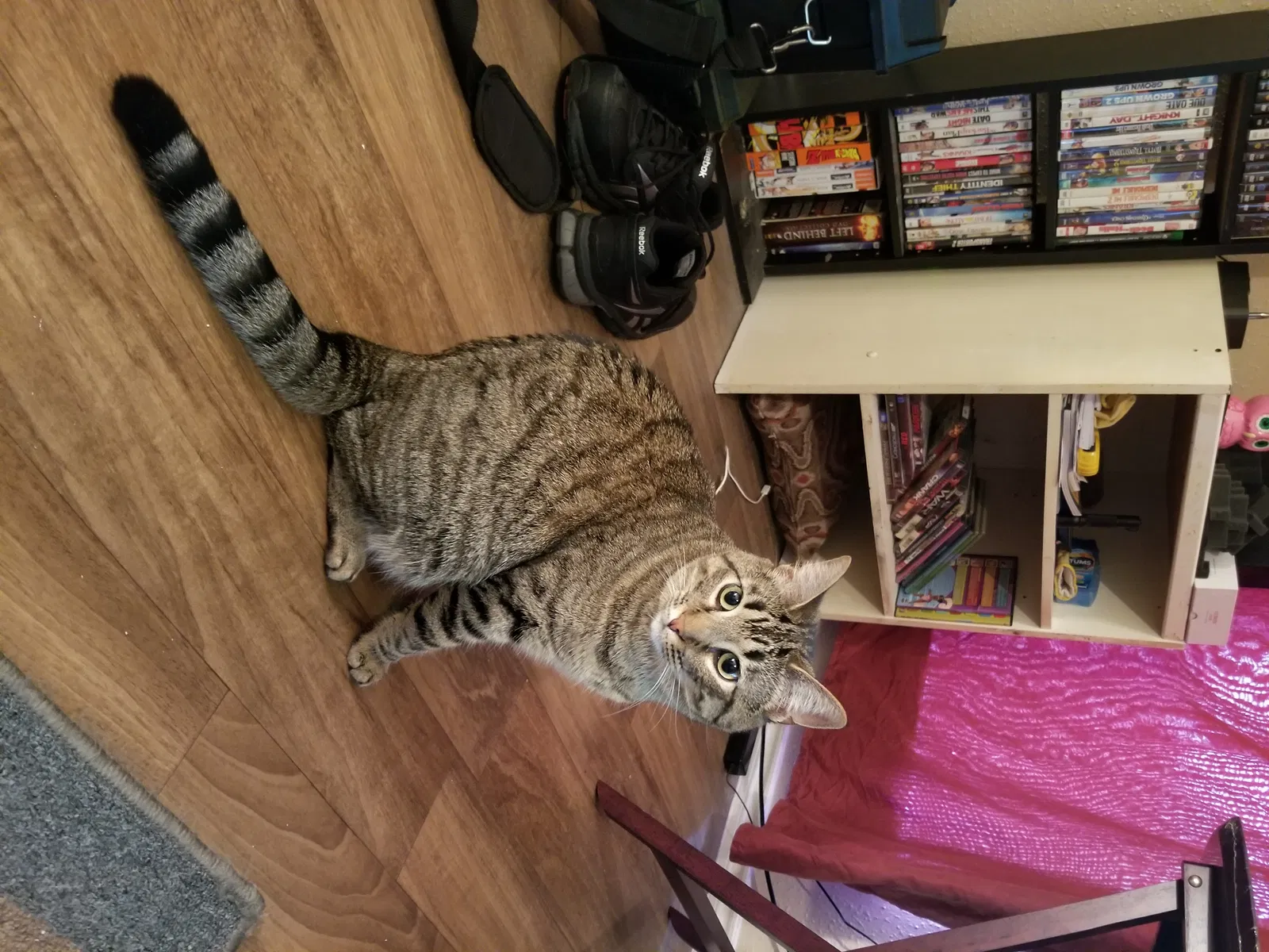 Found cat in Mesquite, TX, 75150