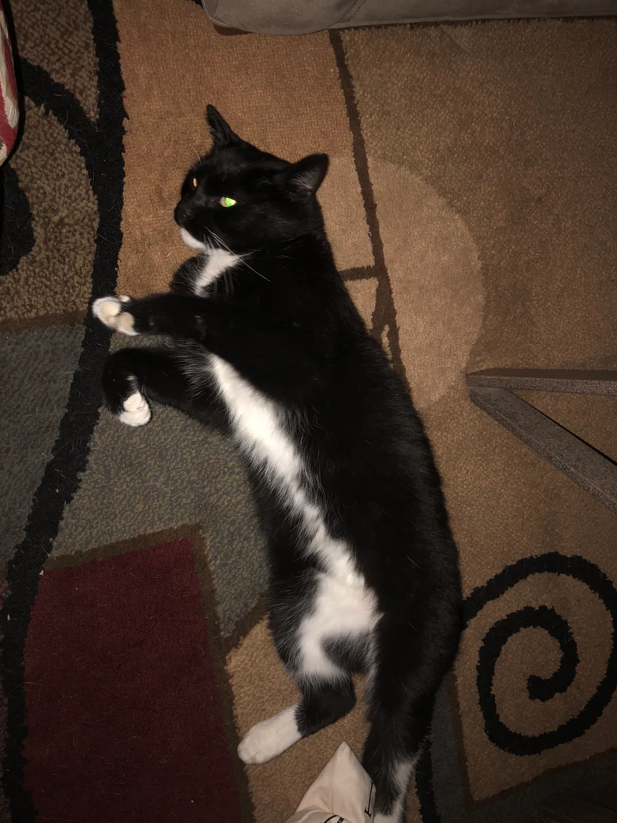 Found cat in Indianapolis, IN, 46240