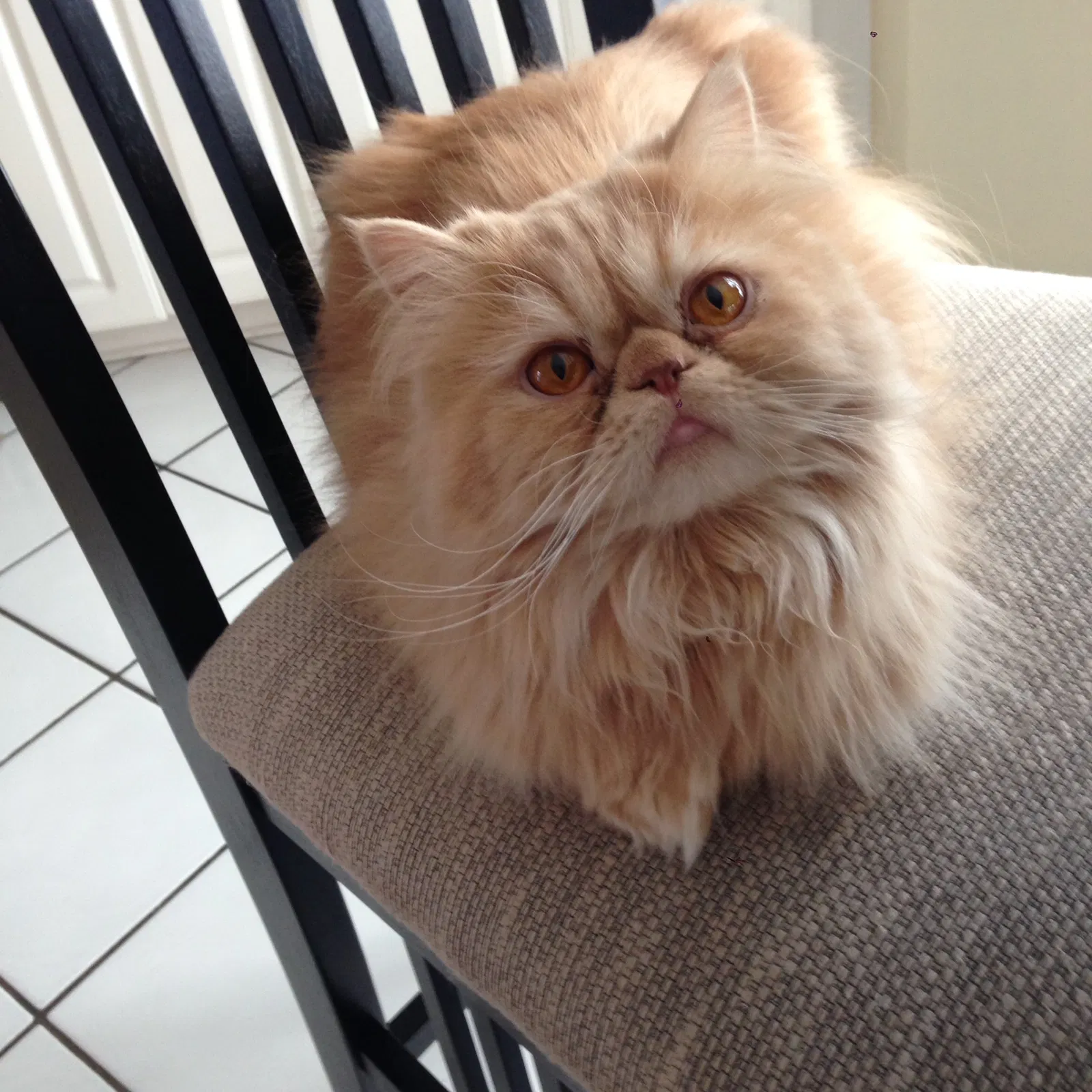 Found cat in Birmingham, AL, 35244