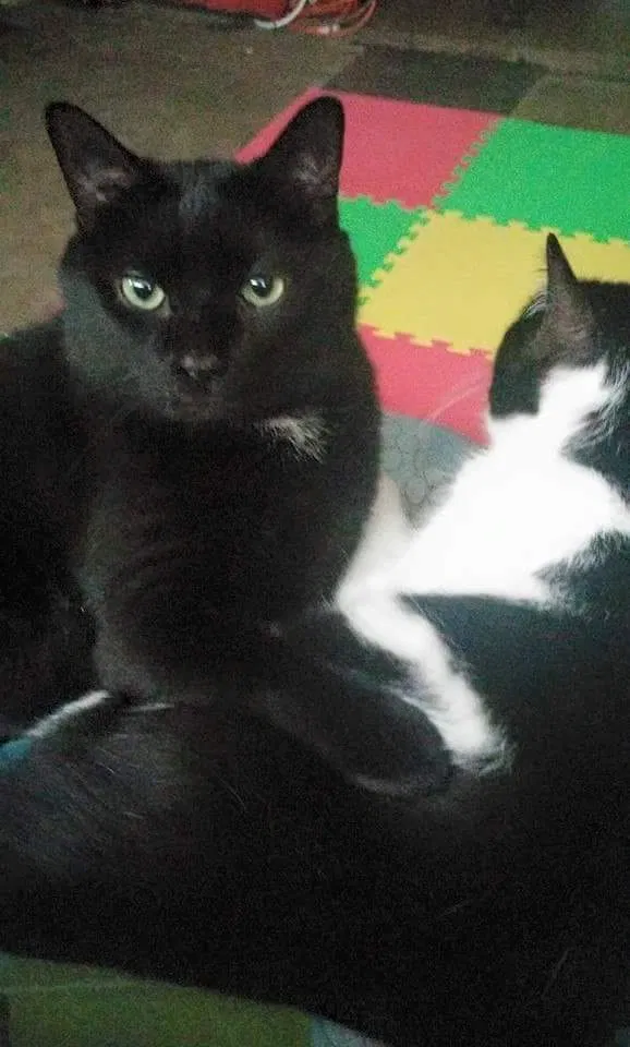 Found cat in Bourbonnais, IL, 60914