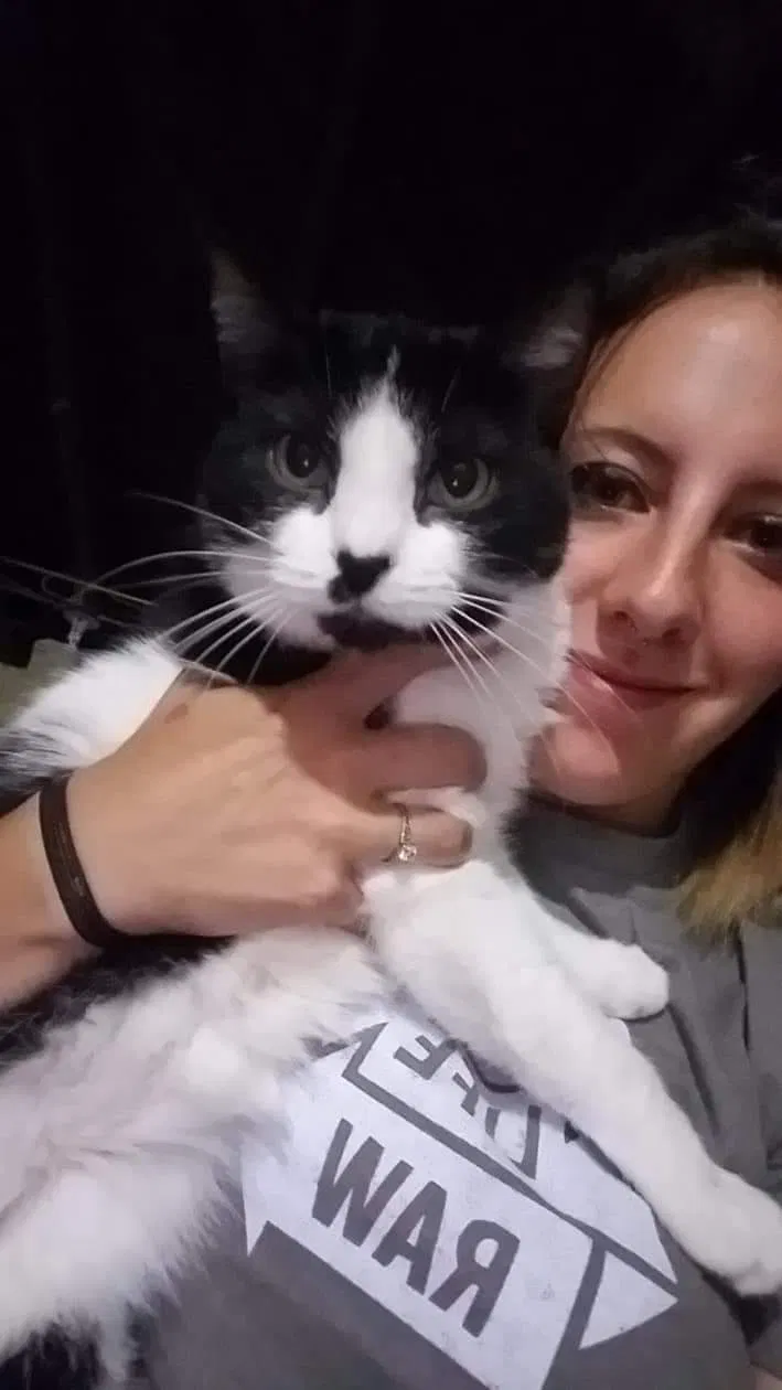 Found cat in Bourbonnais, IL, 60914