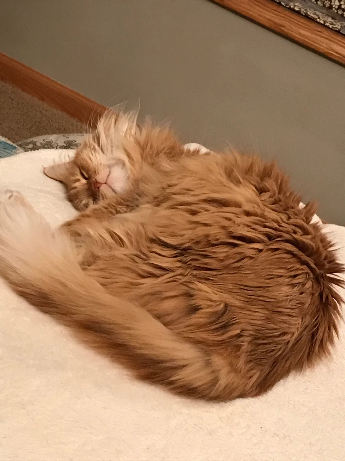 Found cat in Rochester, MN, 55904