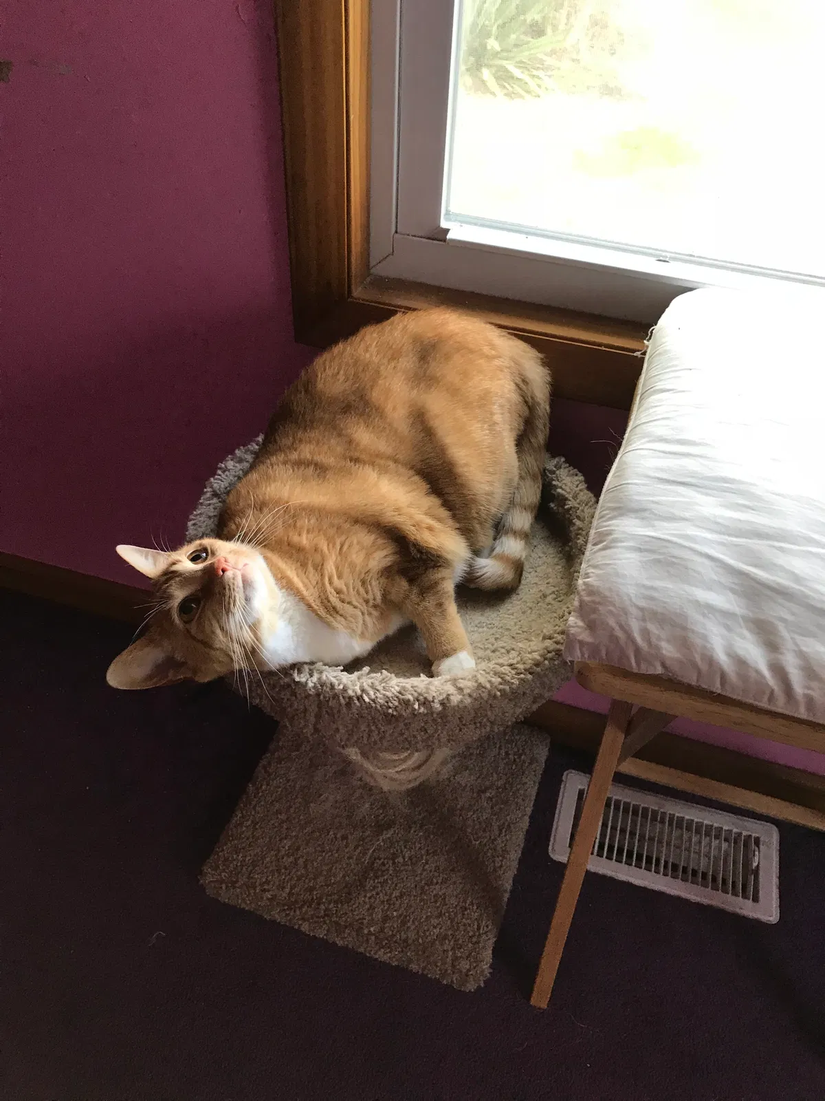 Found cat in Glassboro, NJ, 8028