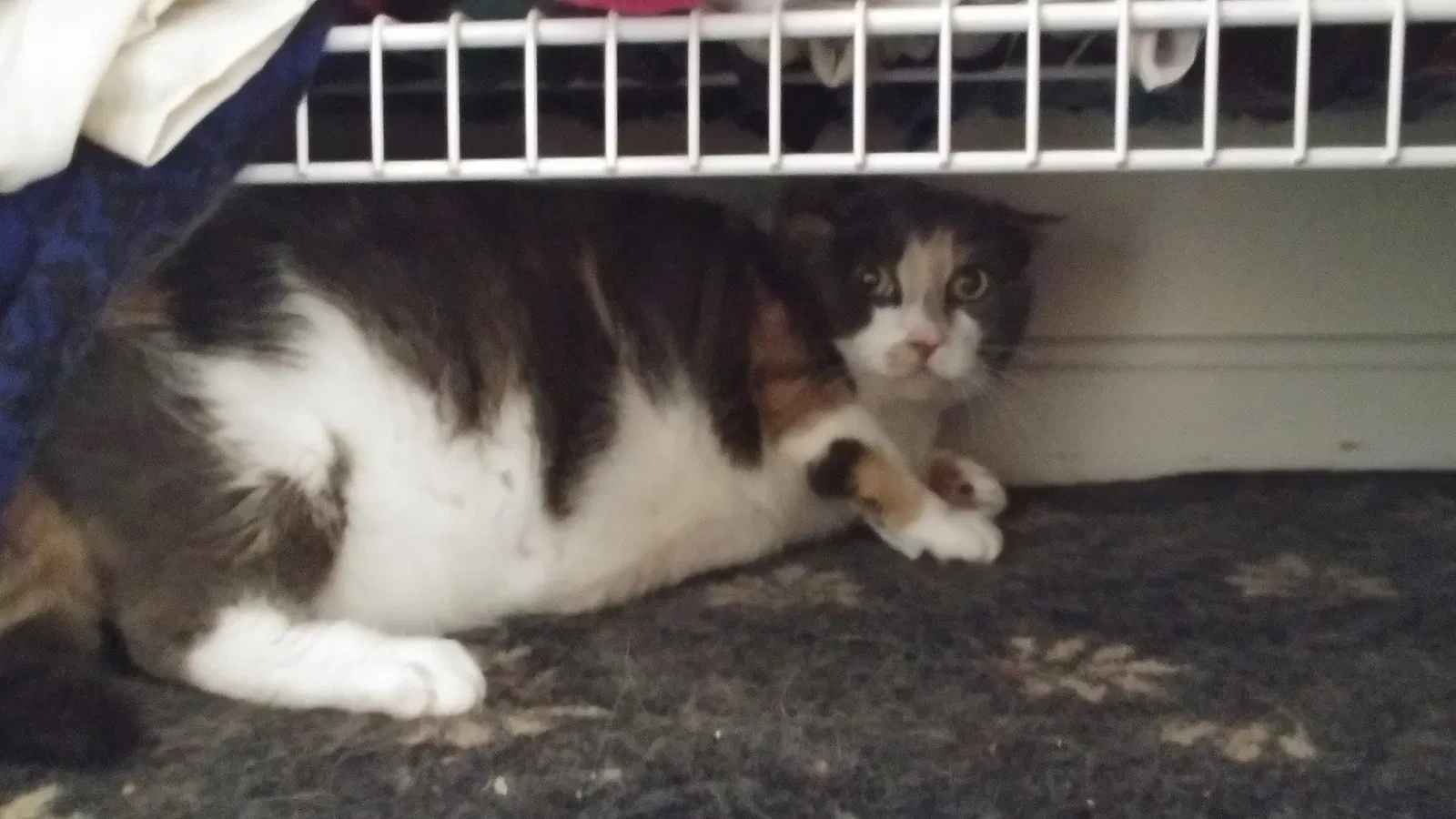 Found cat in Silver Spring, MD, 20905