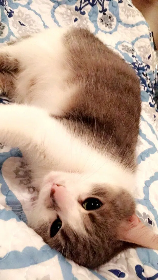 Found cat in Newark, OH, 43055