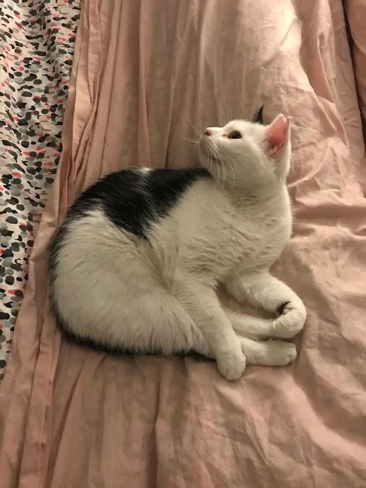 Found cat in Kansas City, MO, 64109