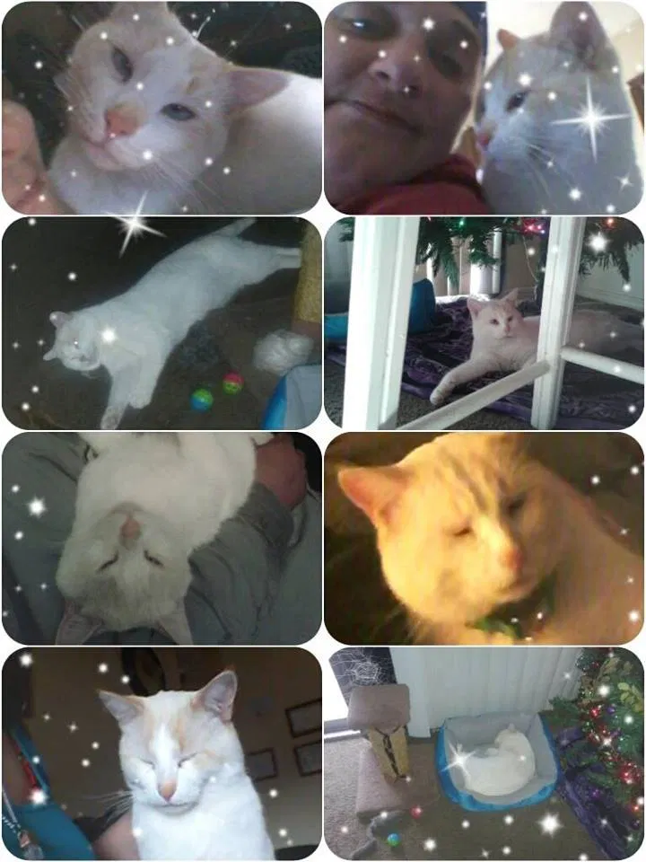 Found cat in Oklahoma City, OK, 73127