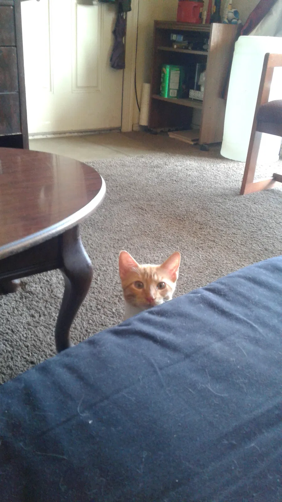 Found cat in Oklahoma City, OK, 73127