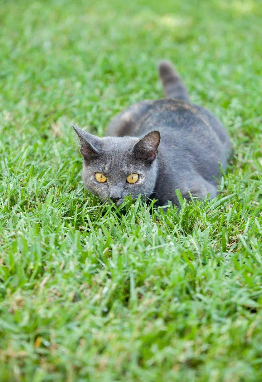 Found cat in Lutherville Timonium, MD, 21093