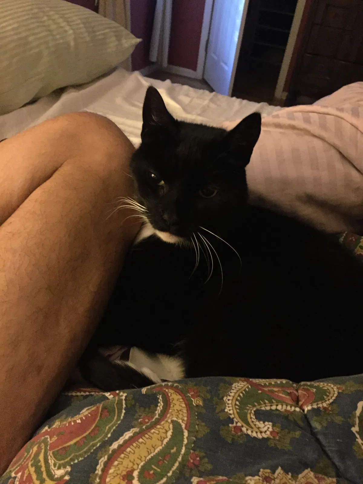 Found cat in Clinton, NJ, 8809