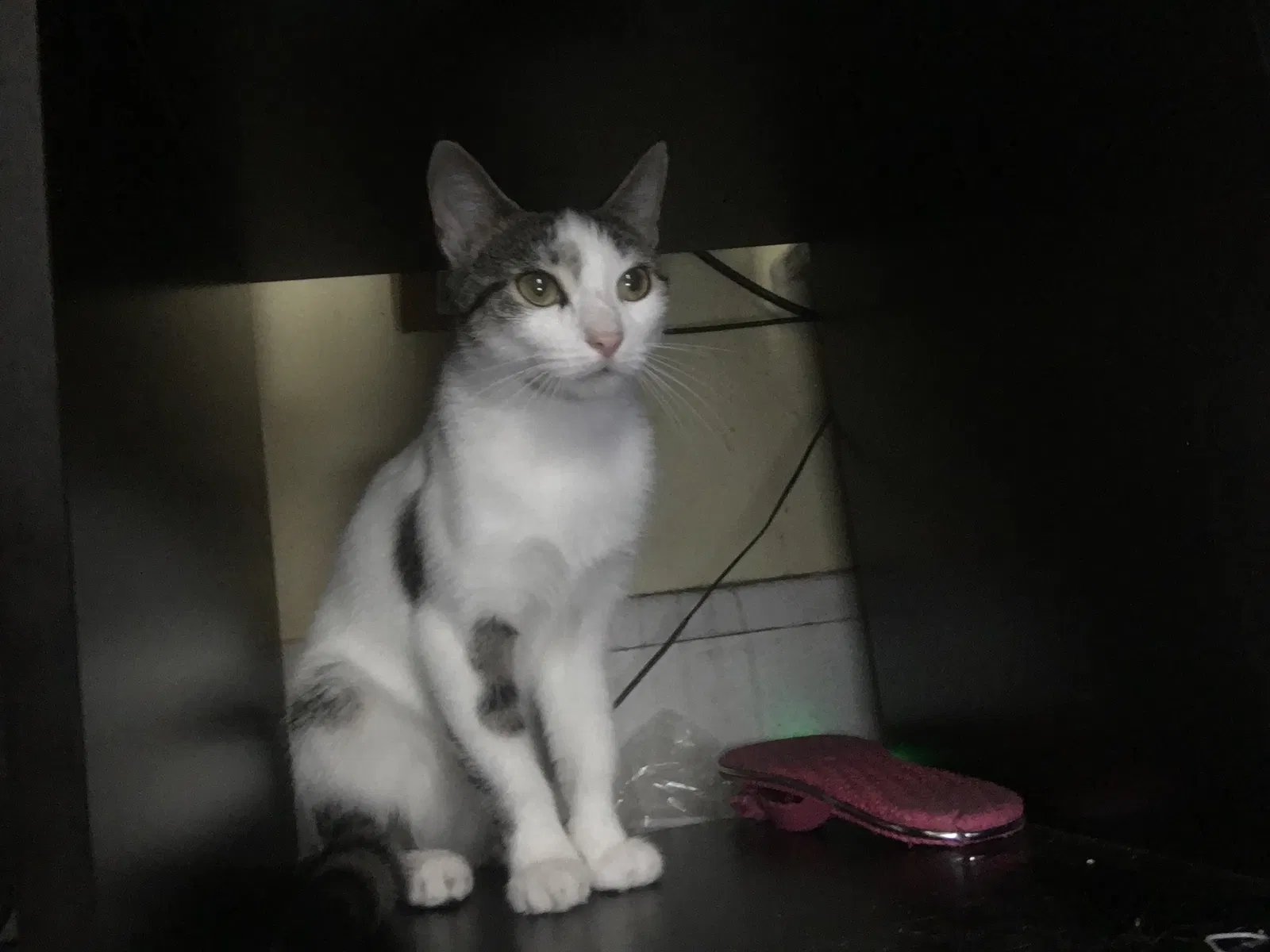 Found cat in Brooklyn, MD, 21225