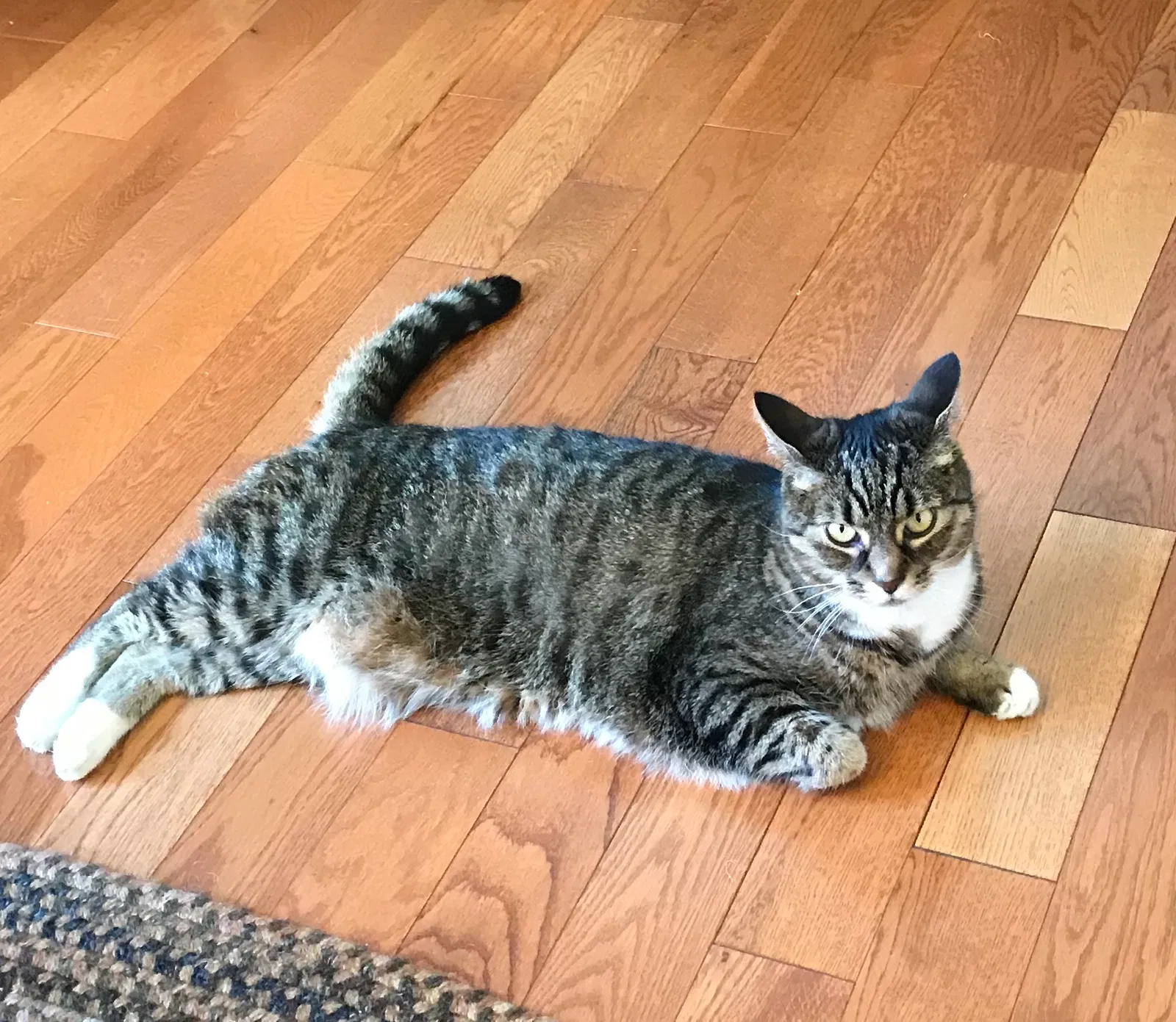 Found cat in Aurora, OH, 44202