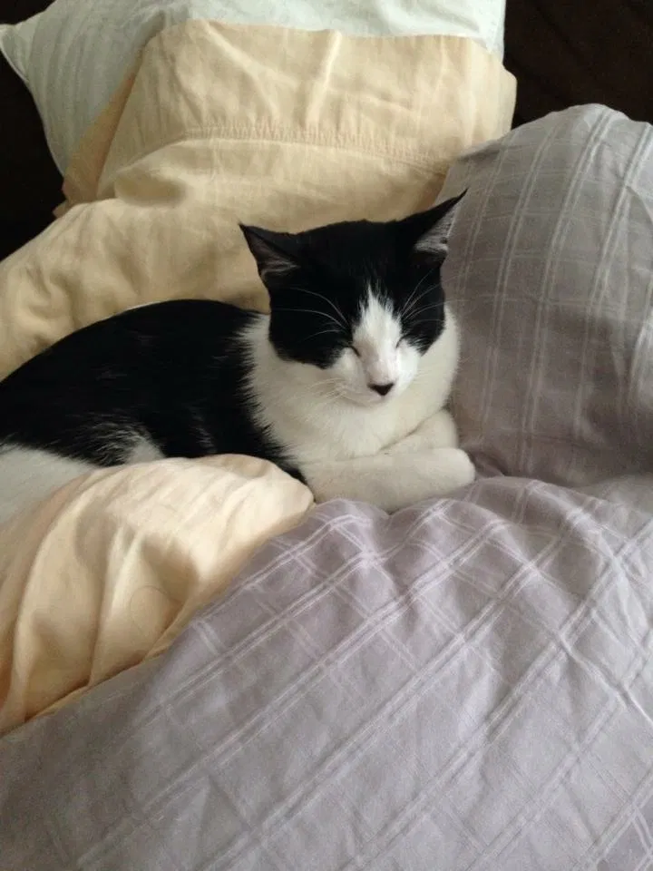 Found cat in Grapevine, TX, 76051