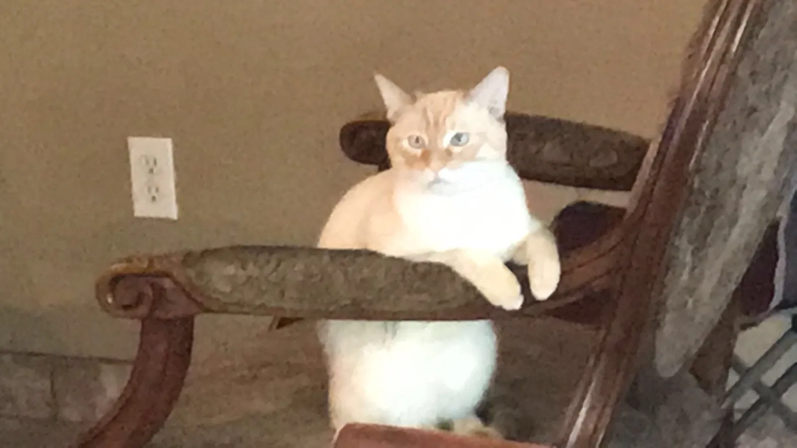 Found cat in Fontana, CA, 92337