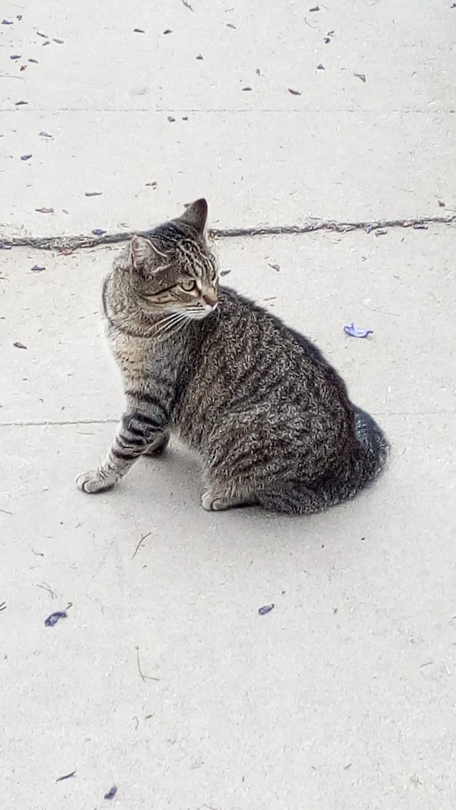 Found cat in Monterey Park, CA, 91754