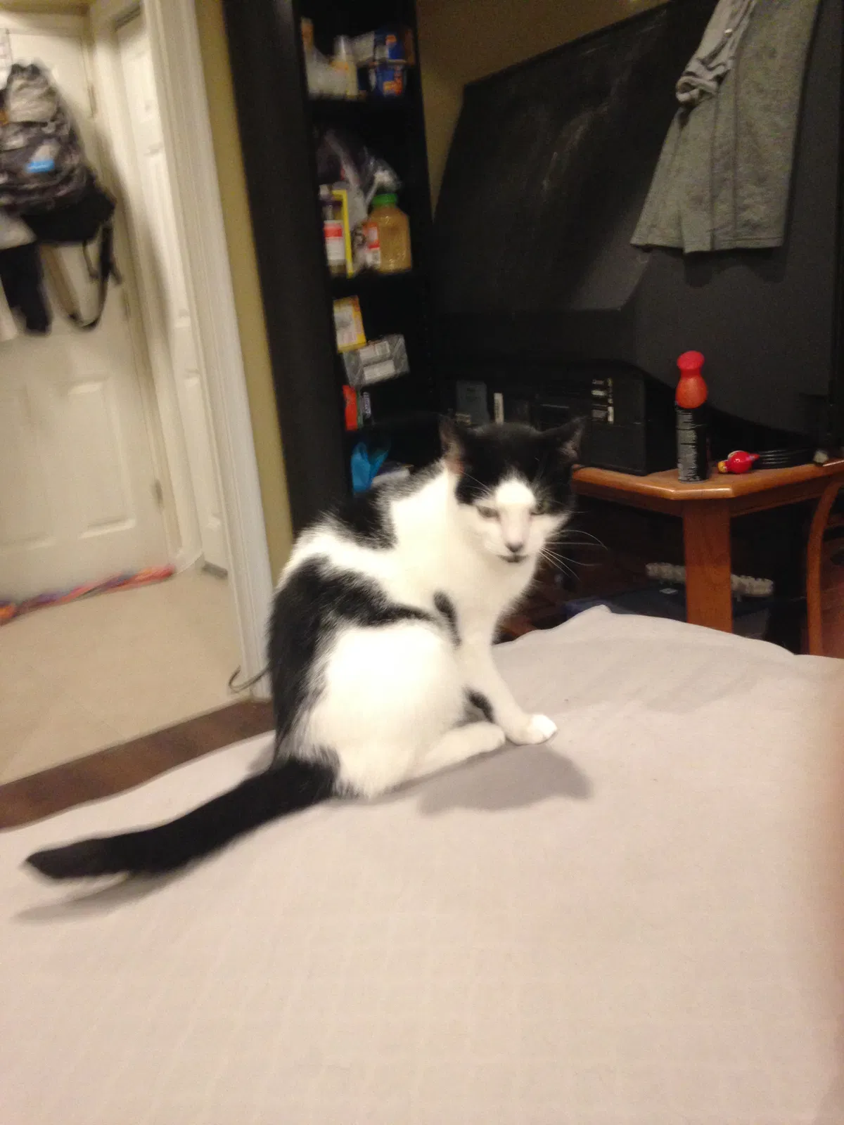 Found cat in Rochester, NY, 14622