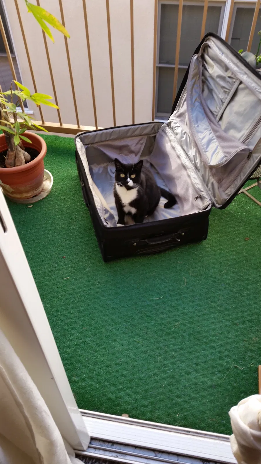 Found cat in San Diego, CA, 92101