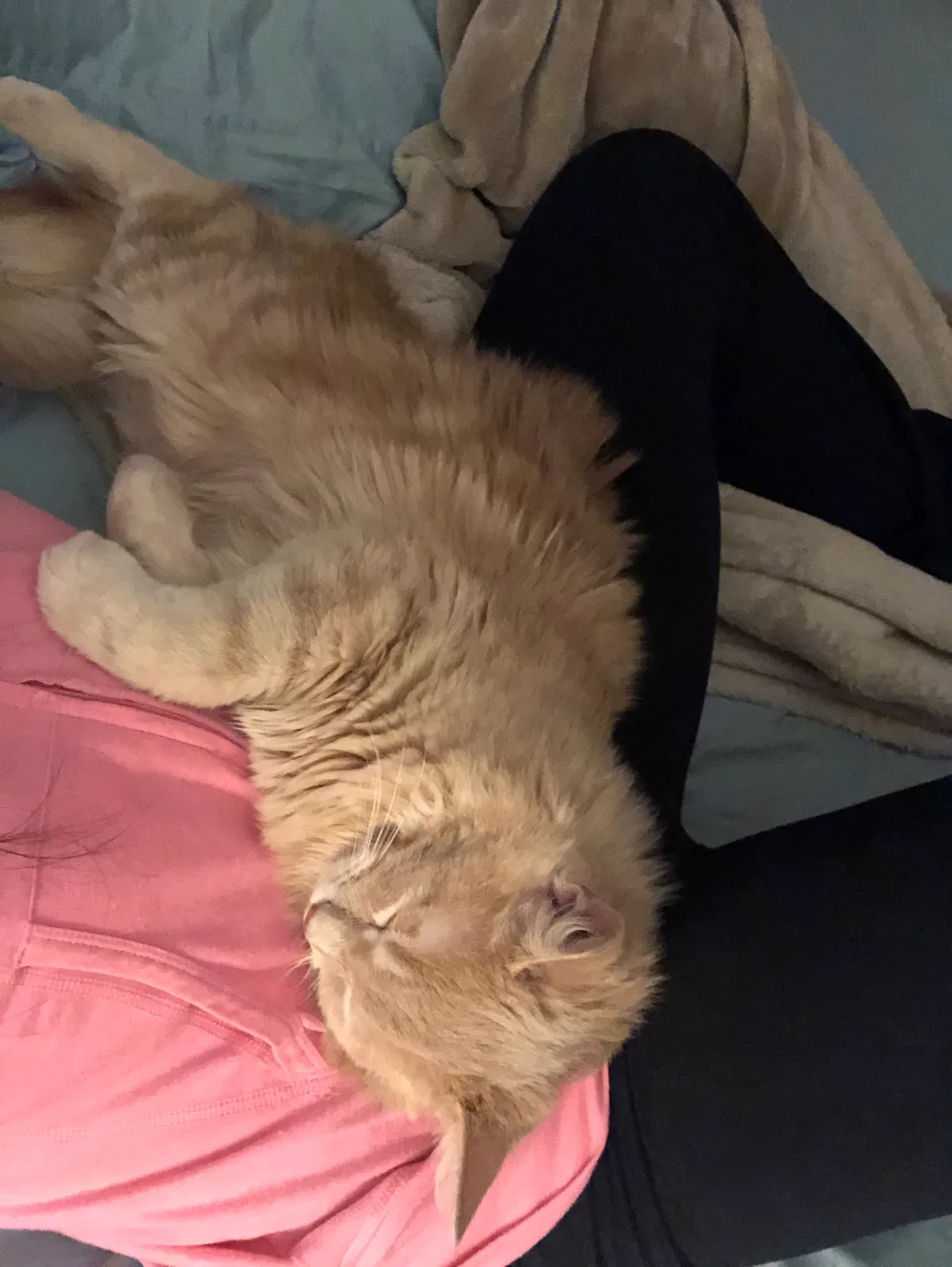 Found cat in Ridgecrest, CA, 93555