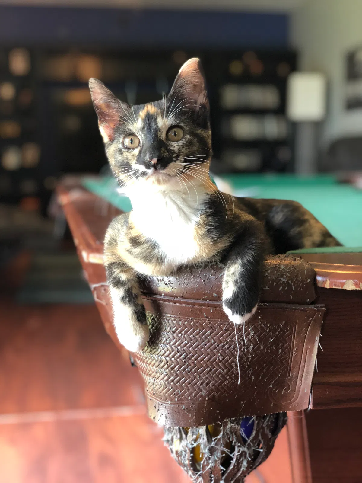 Found cat in Kissimmee, FL, 34758