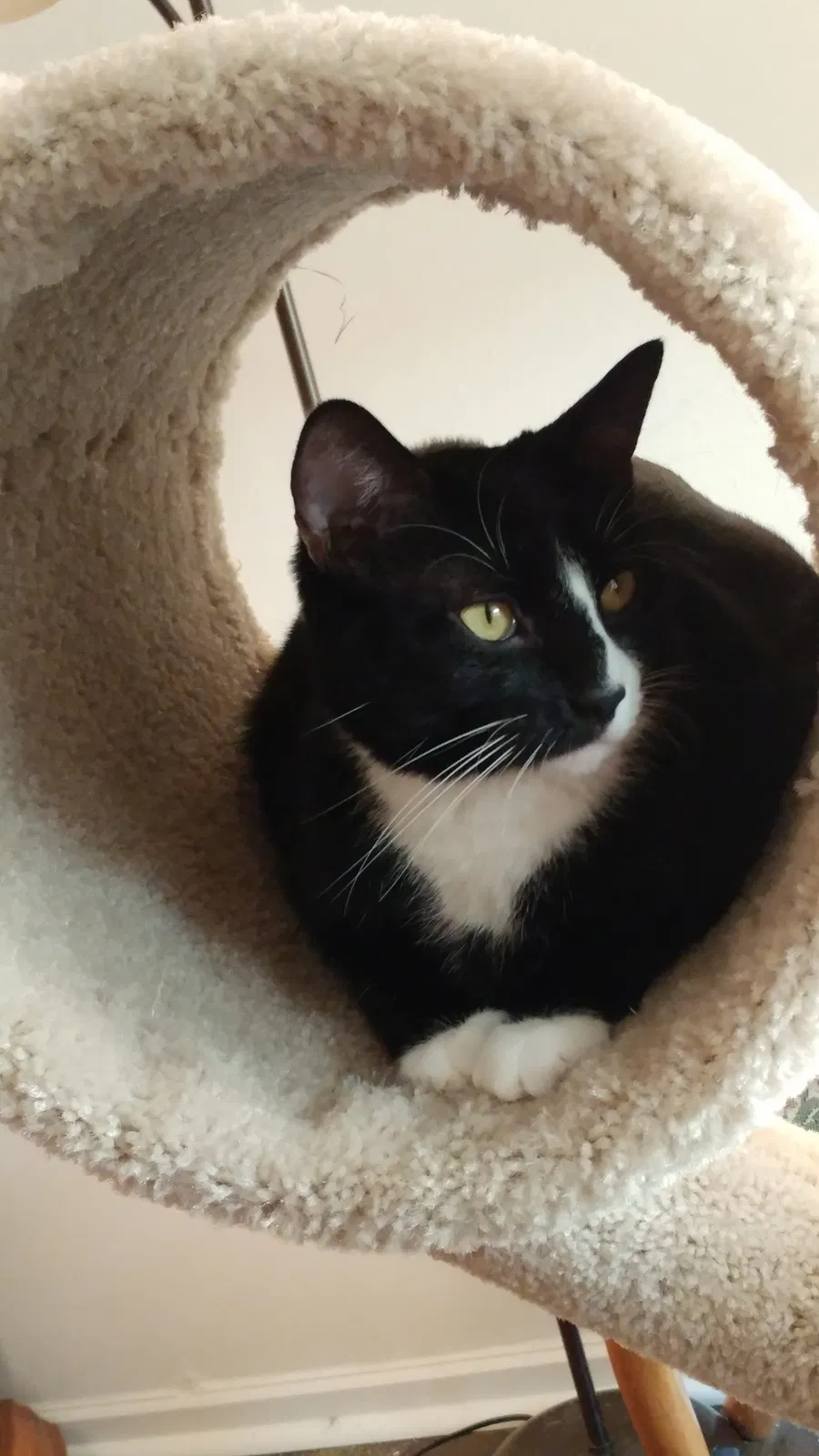 Found cat in Wichita, KS, 67220