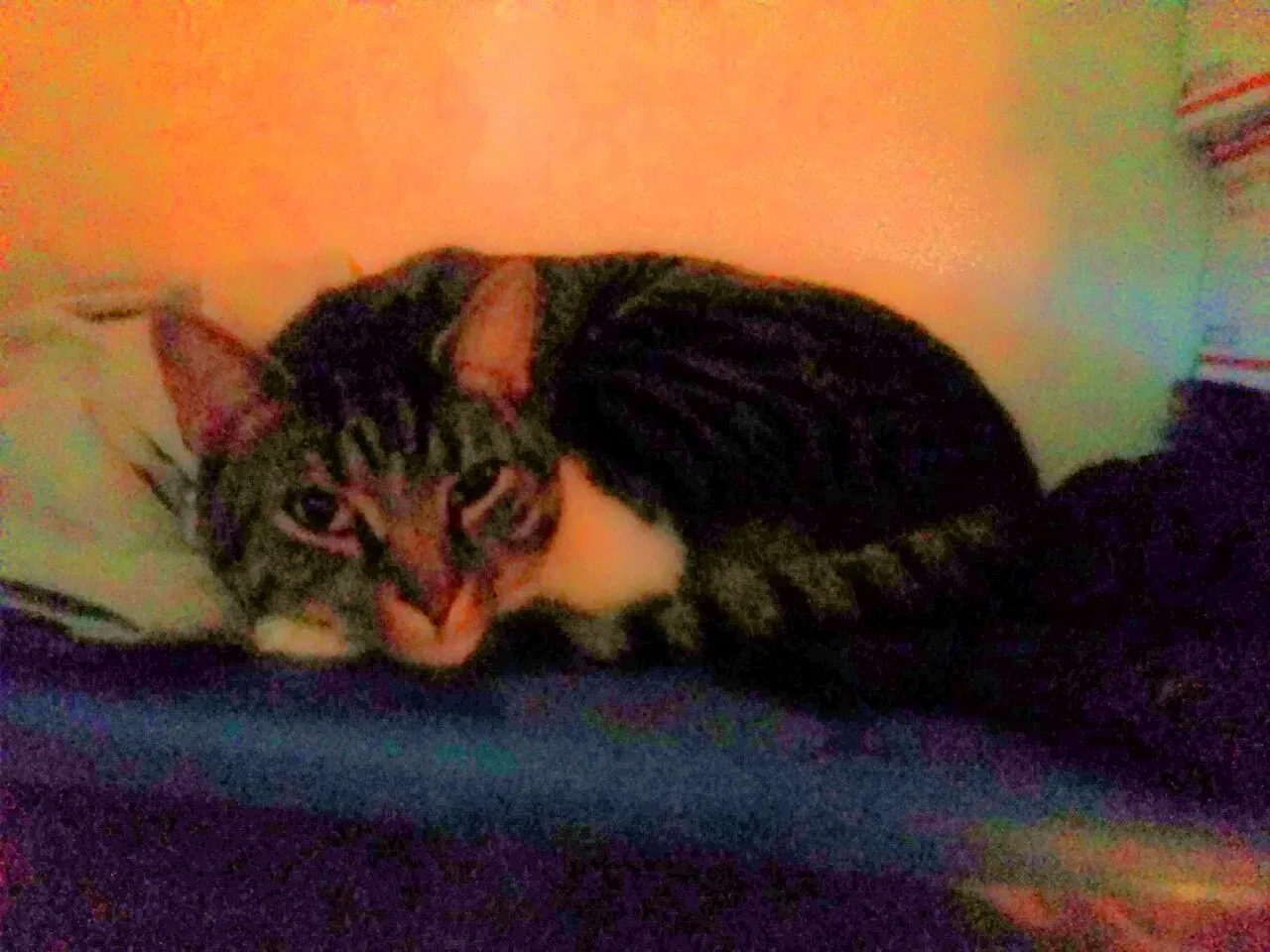 Found cat in Colorado Springs, CO, 80904