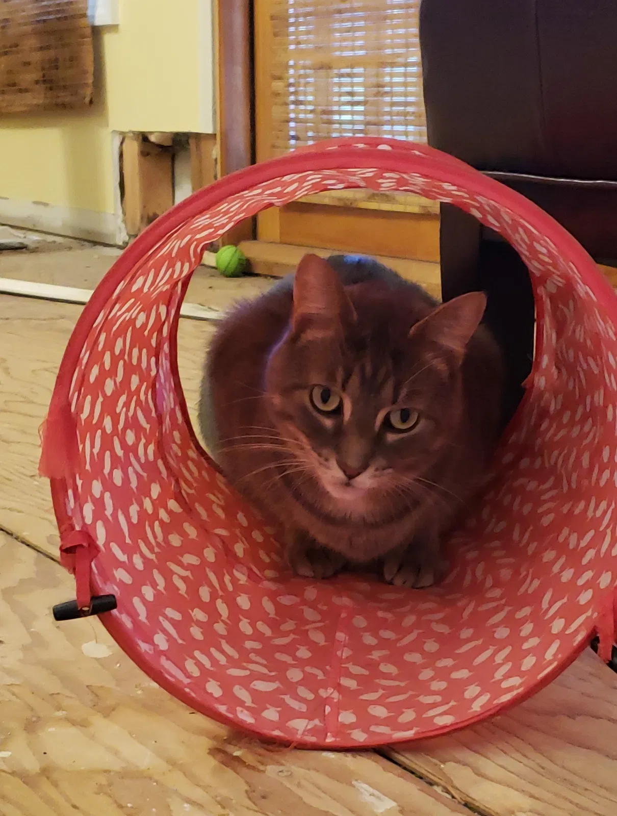 Found cat in Bel Air, MD, 21014