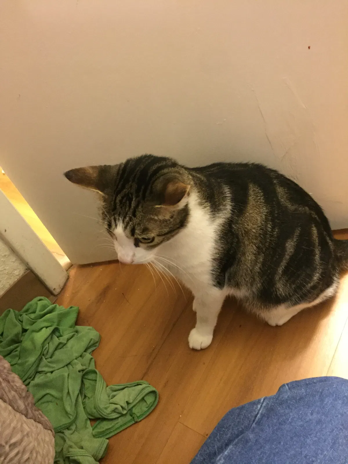 Found cat in Santa Rosa Beach, FL, 32459