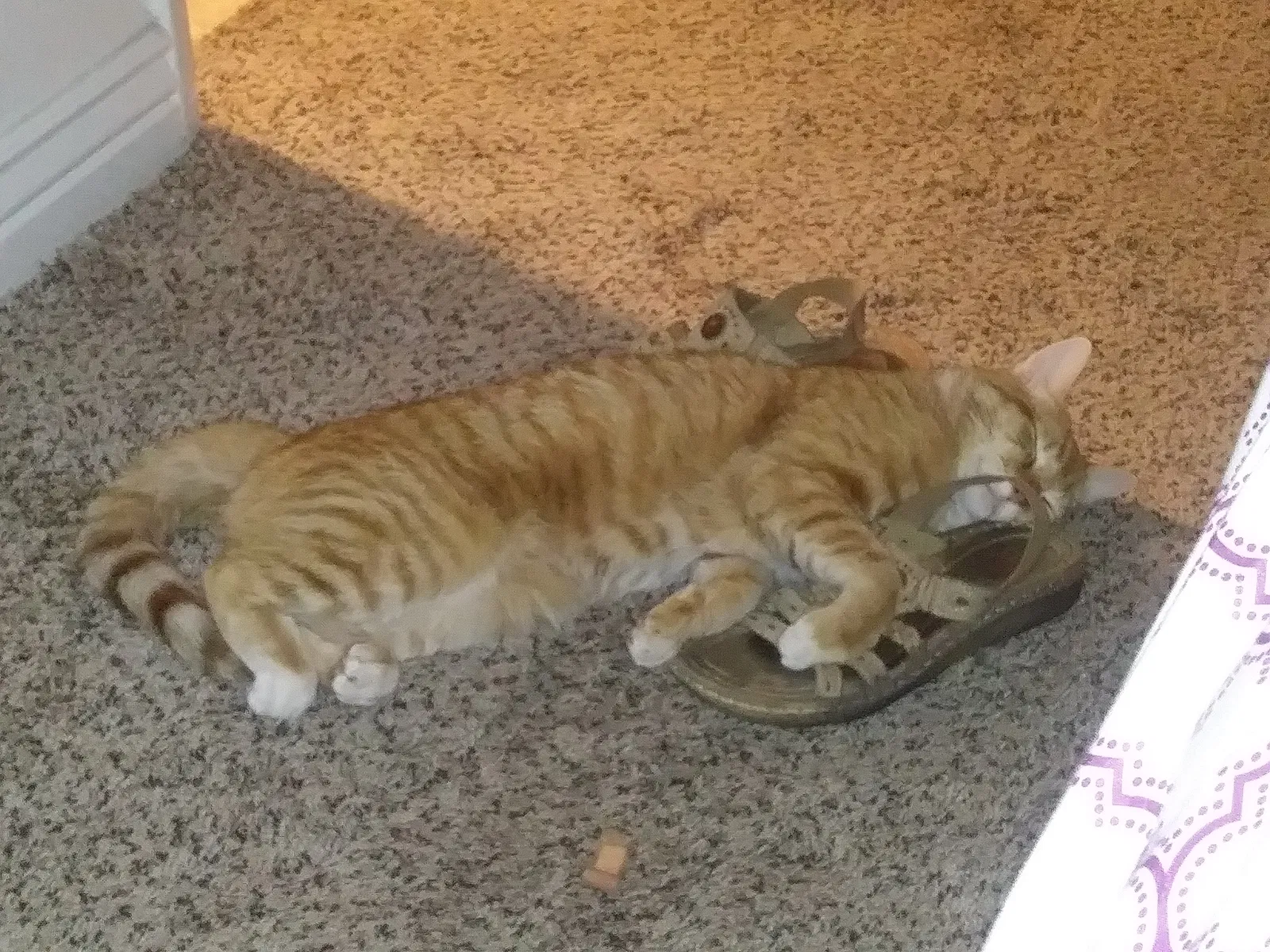Found cat in Phoenix, AZ, 85035