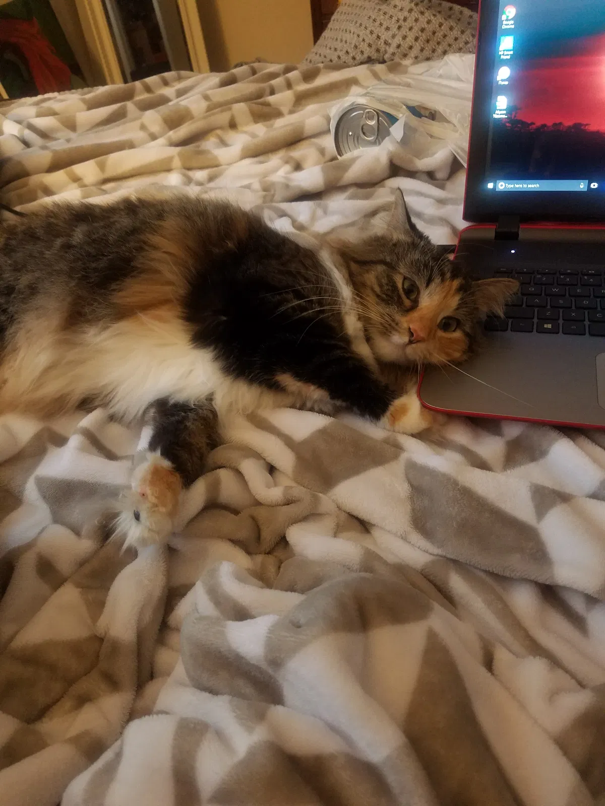 Found cat in Jersey City, NJ, 7304