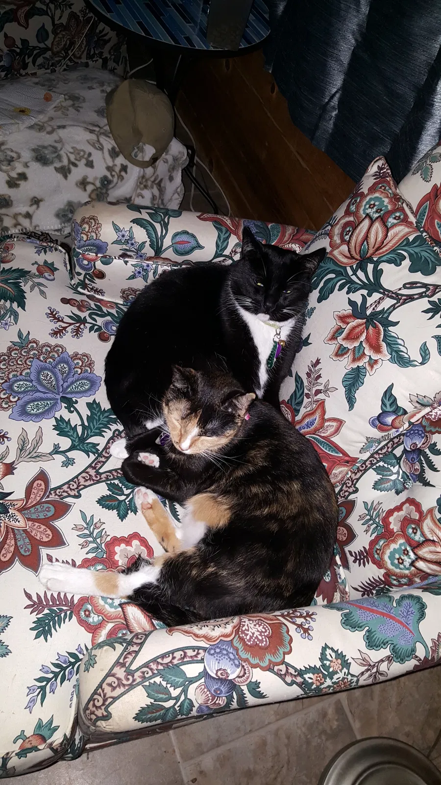 Found cat in Colfax, NC, 27235