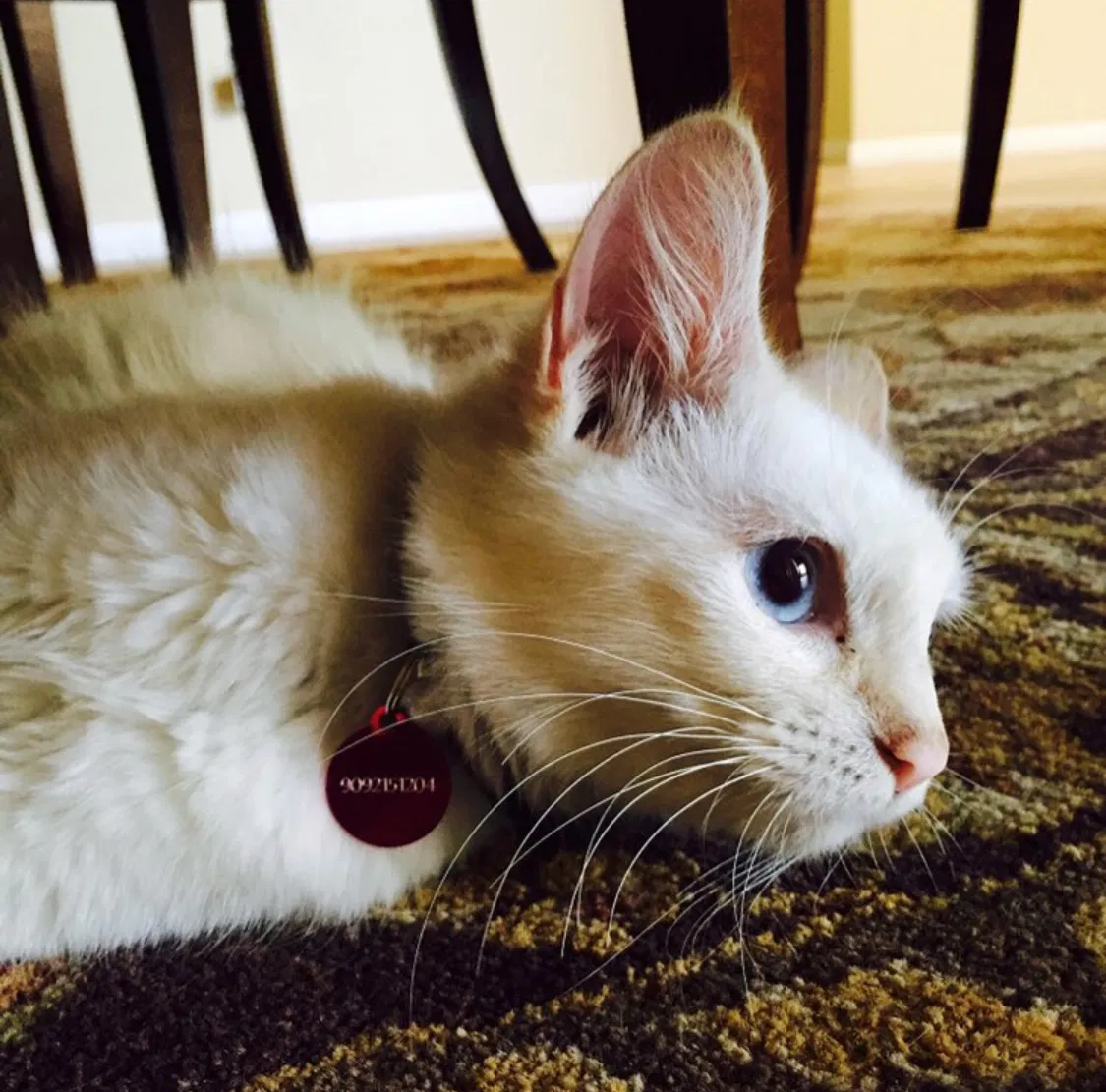 Found cat in Loma Linda, CA, 92354