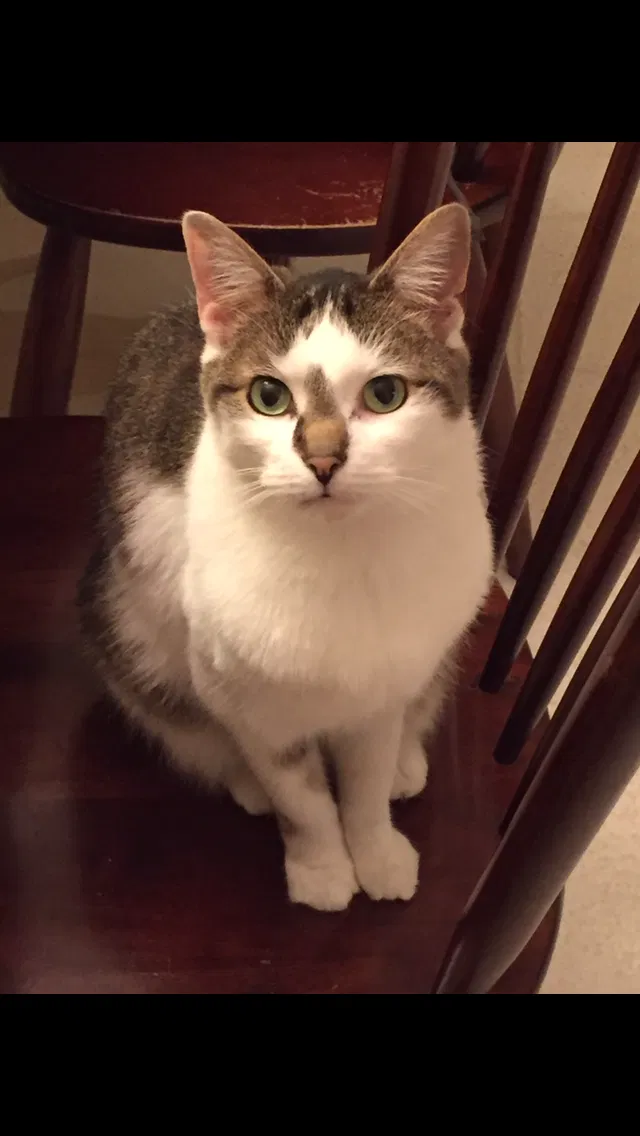 Found cat in Livonia, MI, 48154