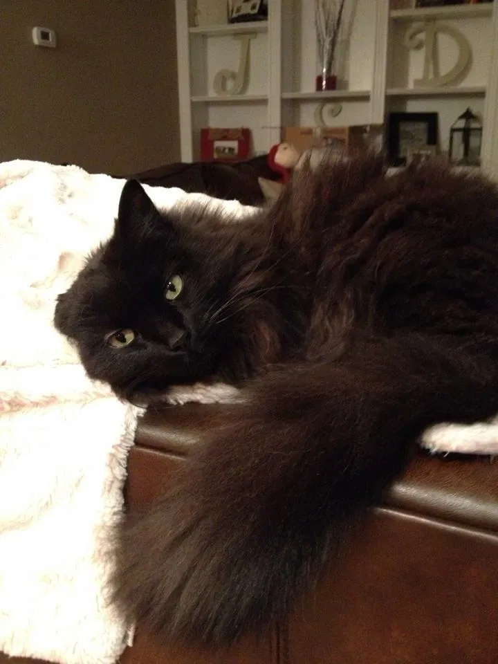 Found cat in Lexington, KY, 40515
